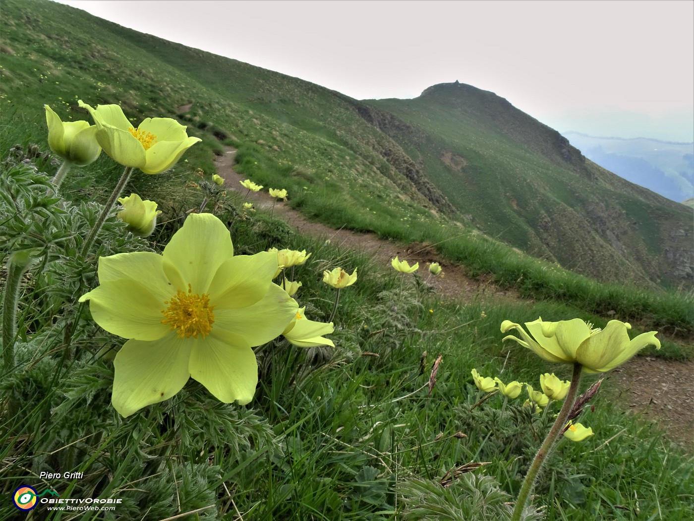 28 Pulsatilla alpina sulphurea (Anemone sulfureo) sul sent. 109-101 unificato con vista verso il Monte Foppa.JPG